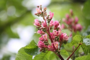 Aesculus carnea (1200 x 801)